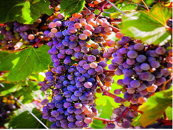 Oenophobia & 9 other slightly bizarre wine facts