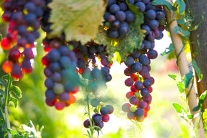 Colorado's Key Wine Grapes