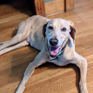 Winery Dog Turns 12