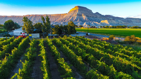 Sangiovese vineyard with Mt Garfield in the background, Palisade, Colorado