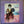 Donavan A gift from a flower to a garden LP